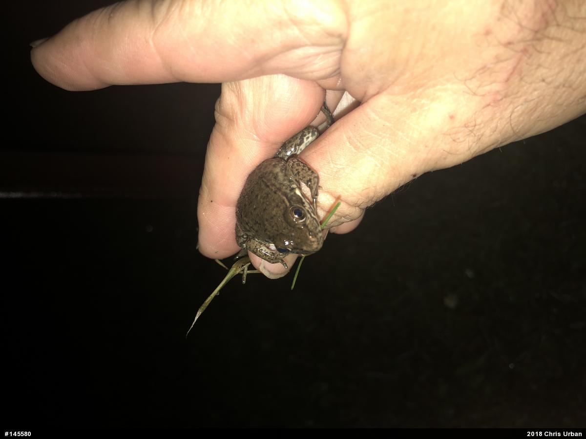 Green Frog