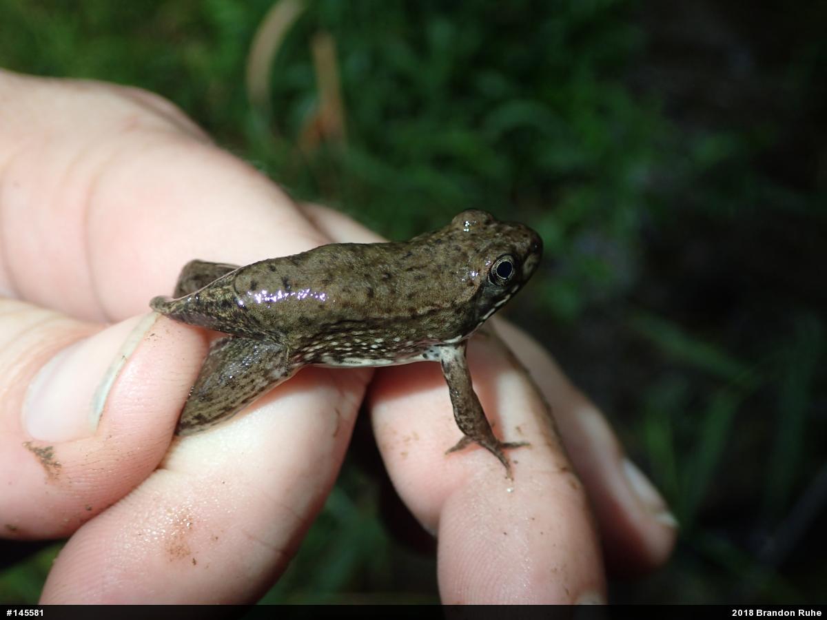 Green Frog