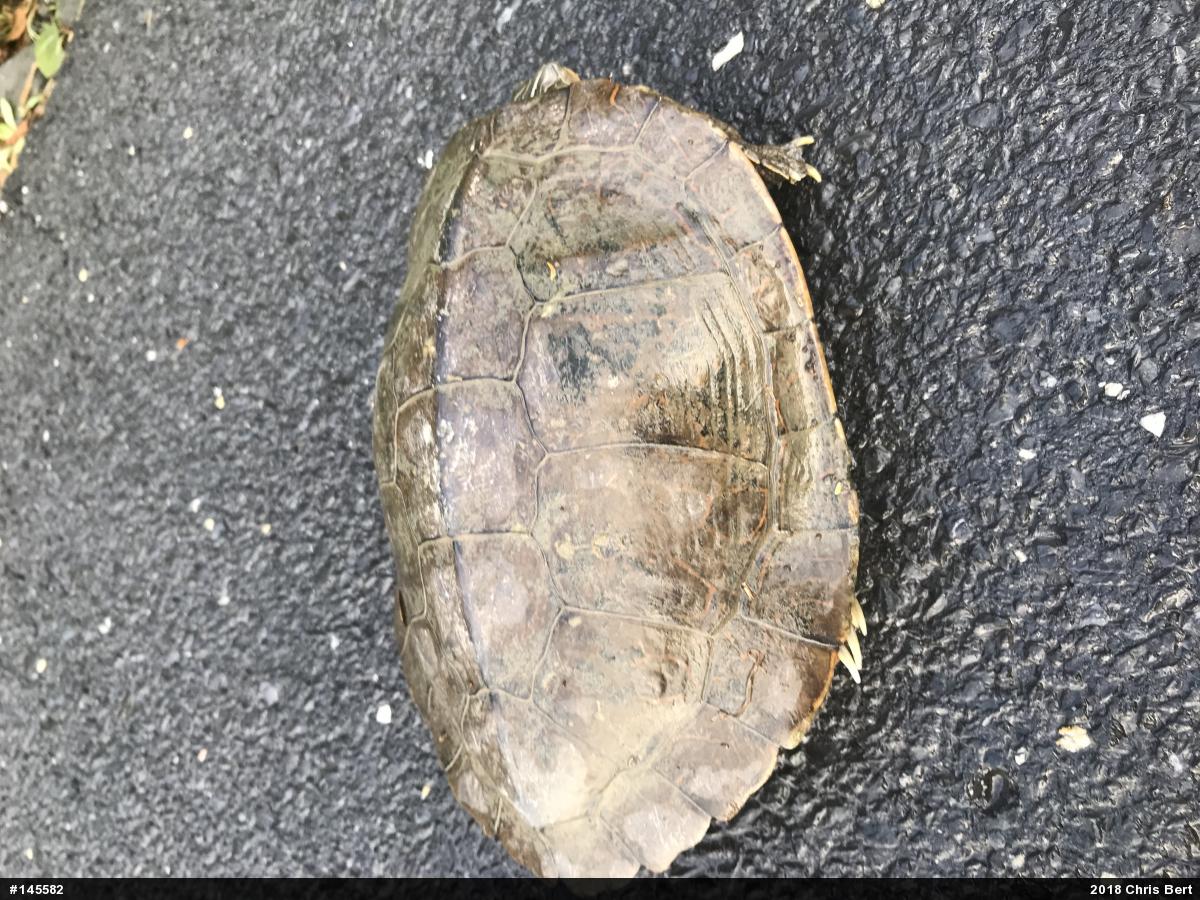 Northern Map Turtle