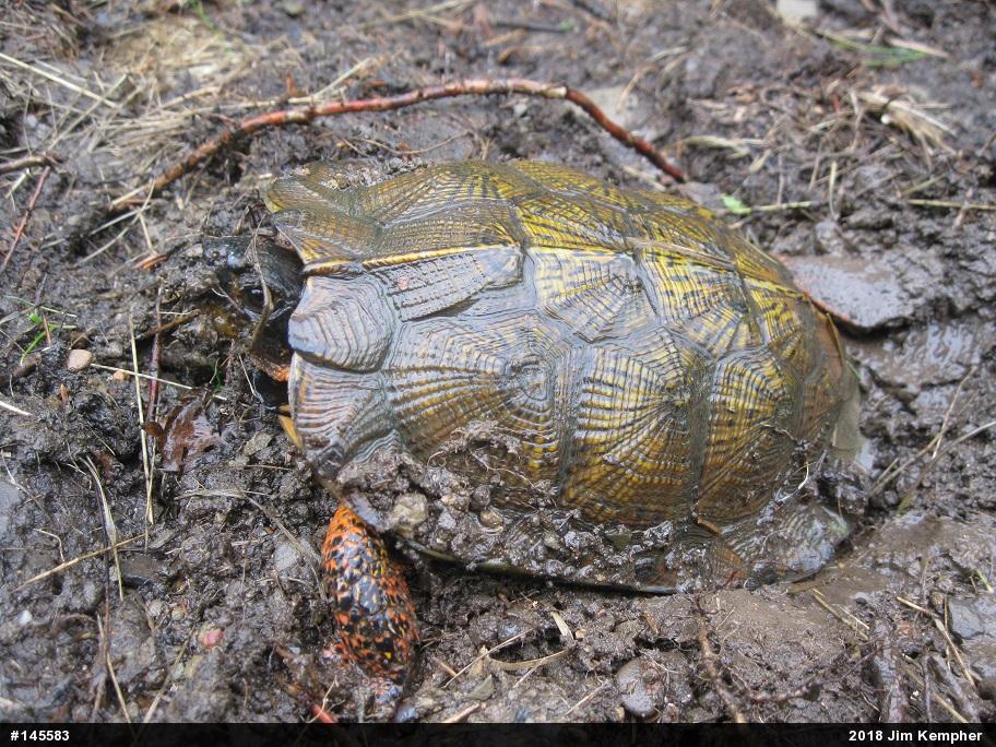 Wood Turtle