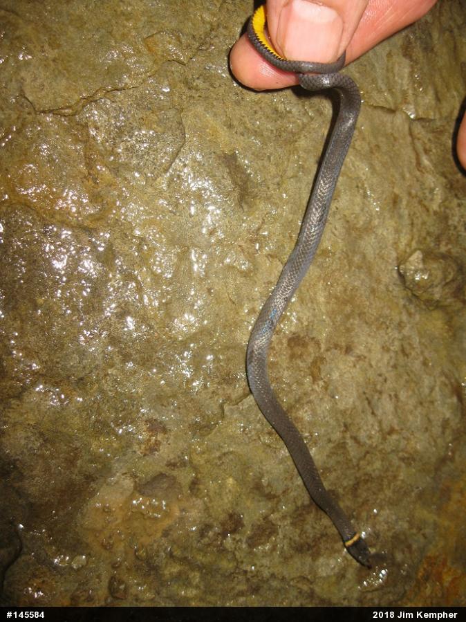 Northern Ring-necked Snake