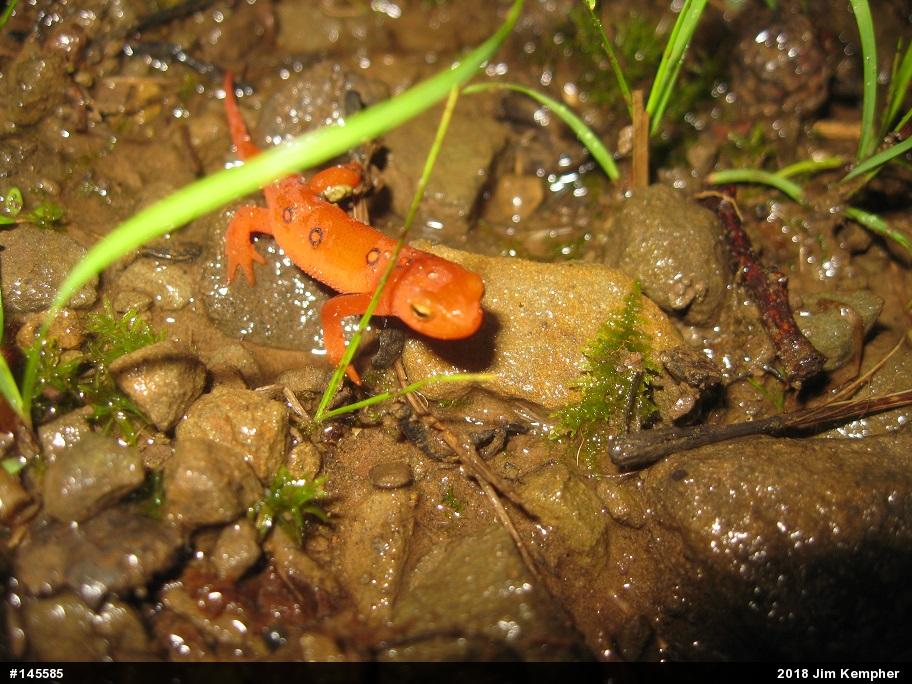 Red-spotted Newt