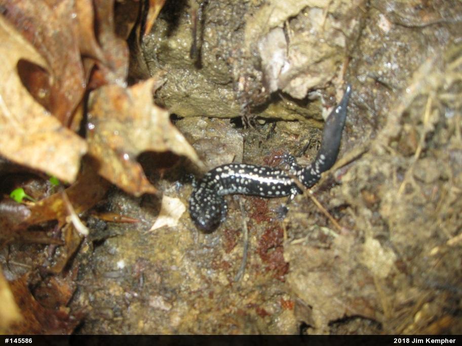 Northern Slimy Salamander