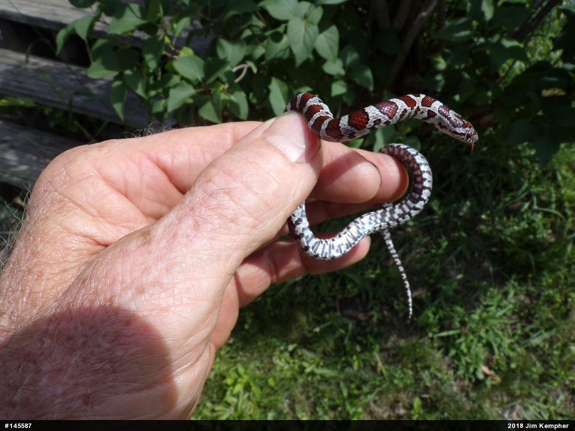 Eastern Milksnake