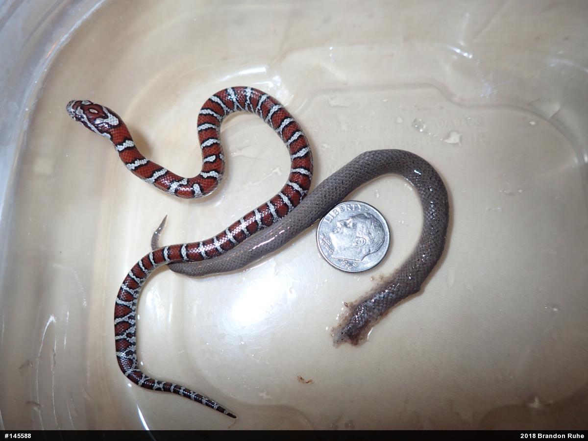 Eastern Milksnake