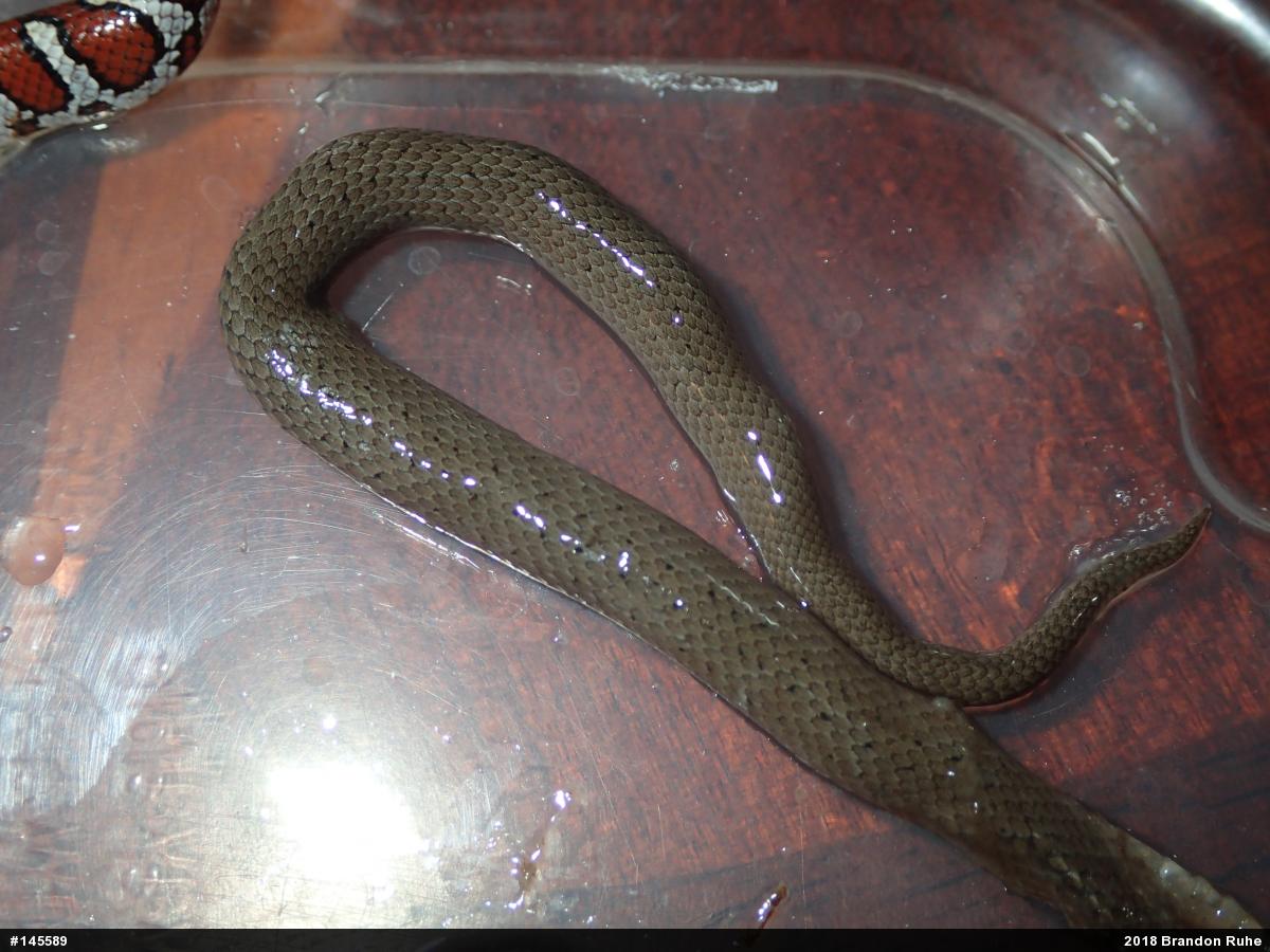 Eastern Smooth Earthsnake