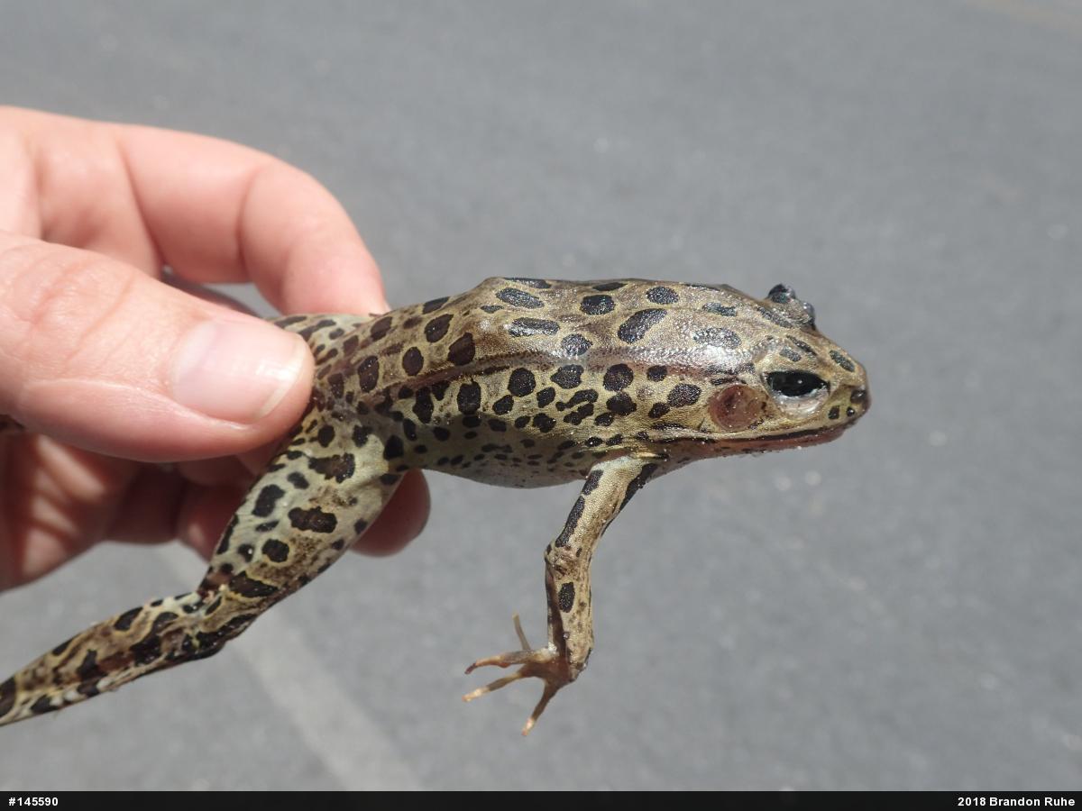 Northern Leopard Frog