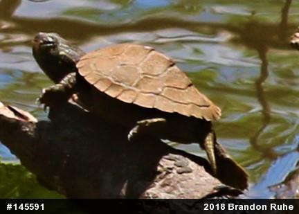 Northern Map Turtle