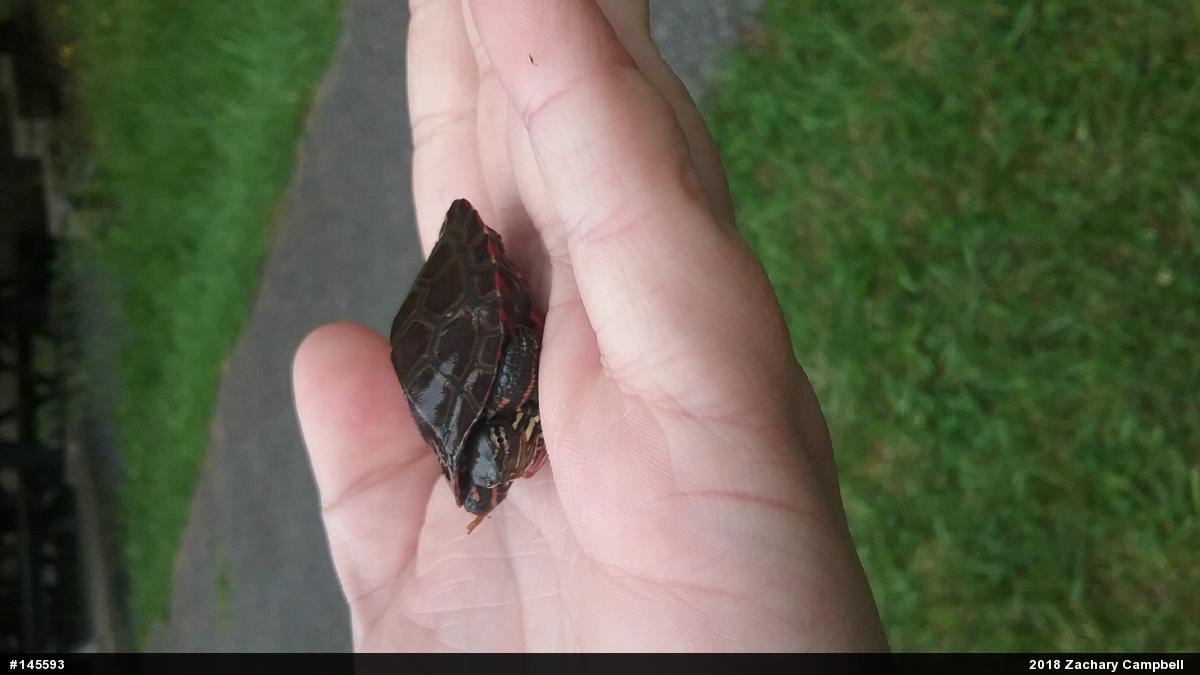 Painted Turtle