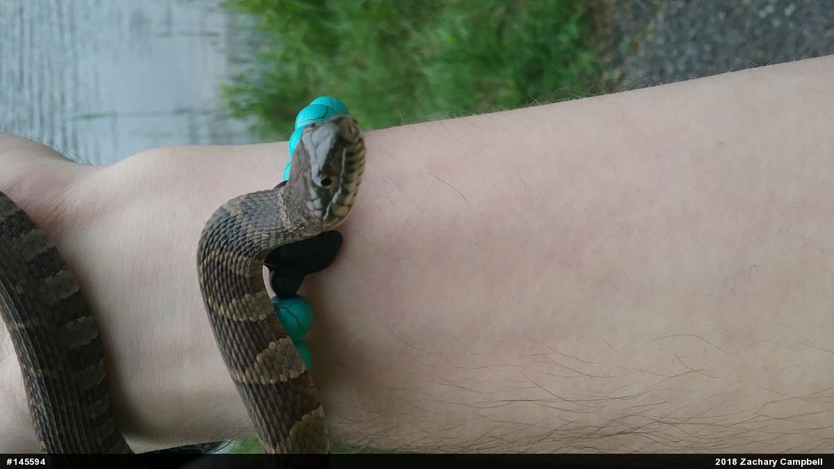 Northern Watersnake