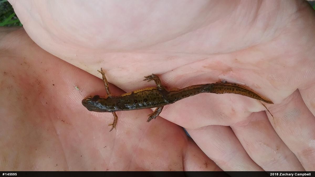 Red-spotted Newt