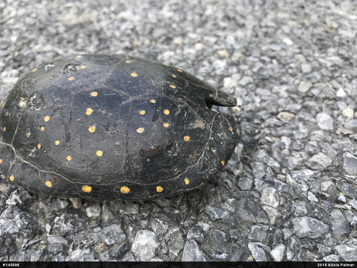 Spotted Turtle