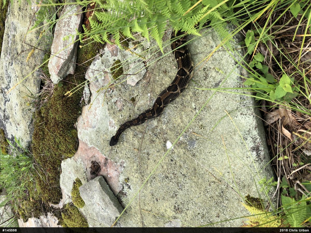 Timber Rattlesnake