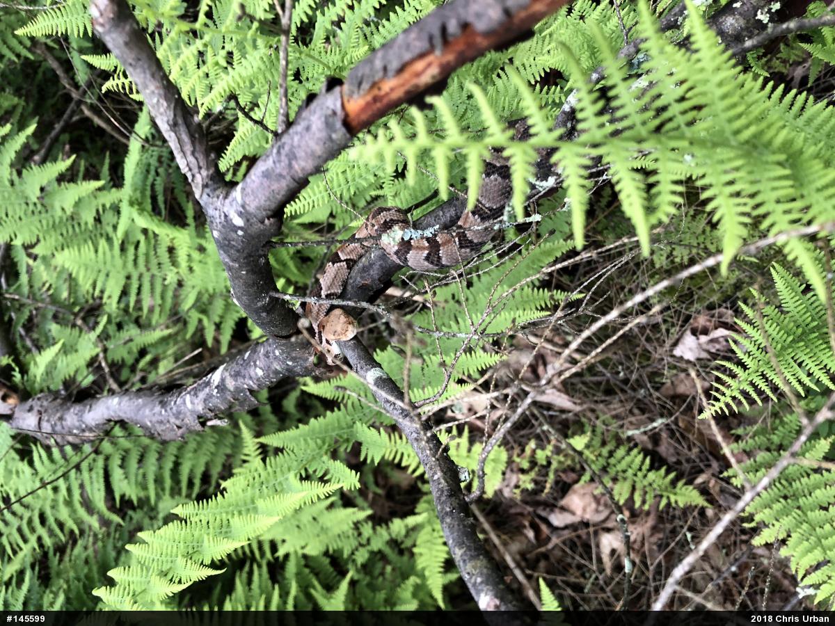 Timber Rattlesnake