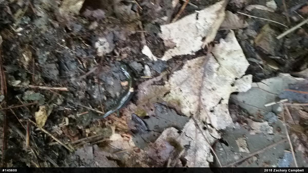 Woodland Salamanders