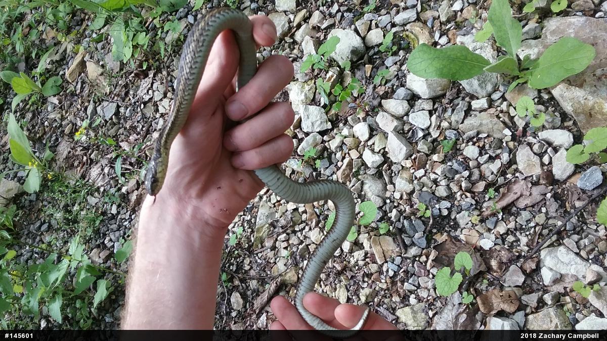 Eastern Gartersnake