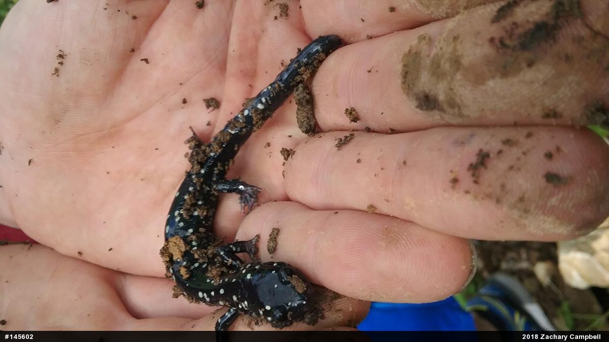 Northern Slimy Salamander