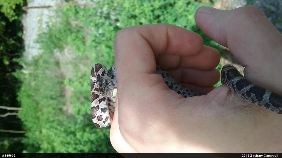 Eastern Milksnake