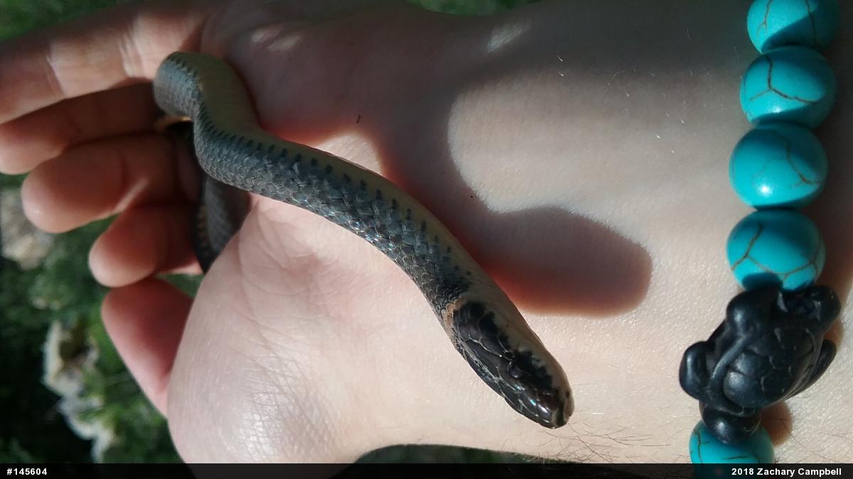 Northern Ring-necked Snake