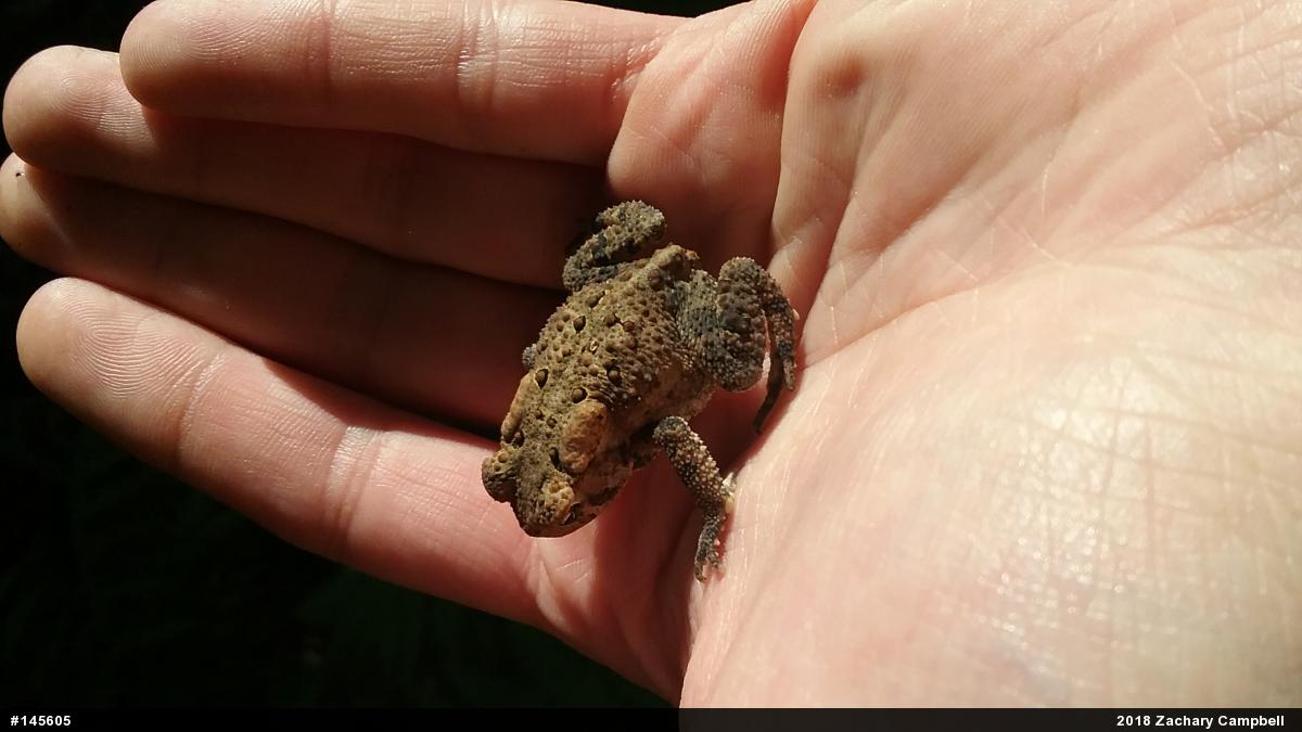Eastern American Toad