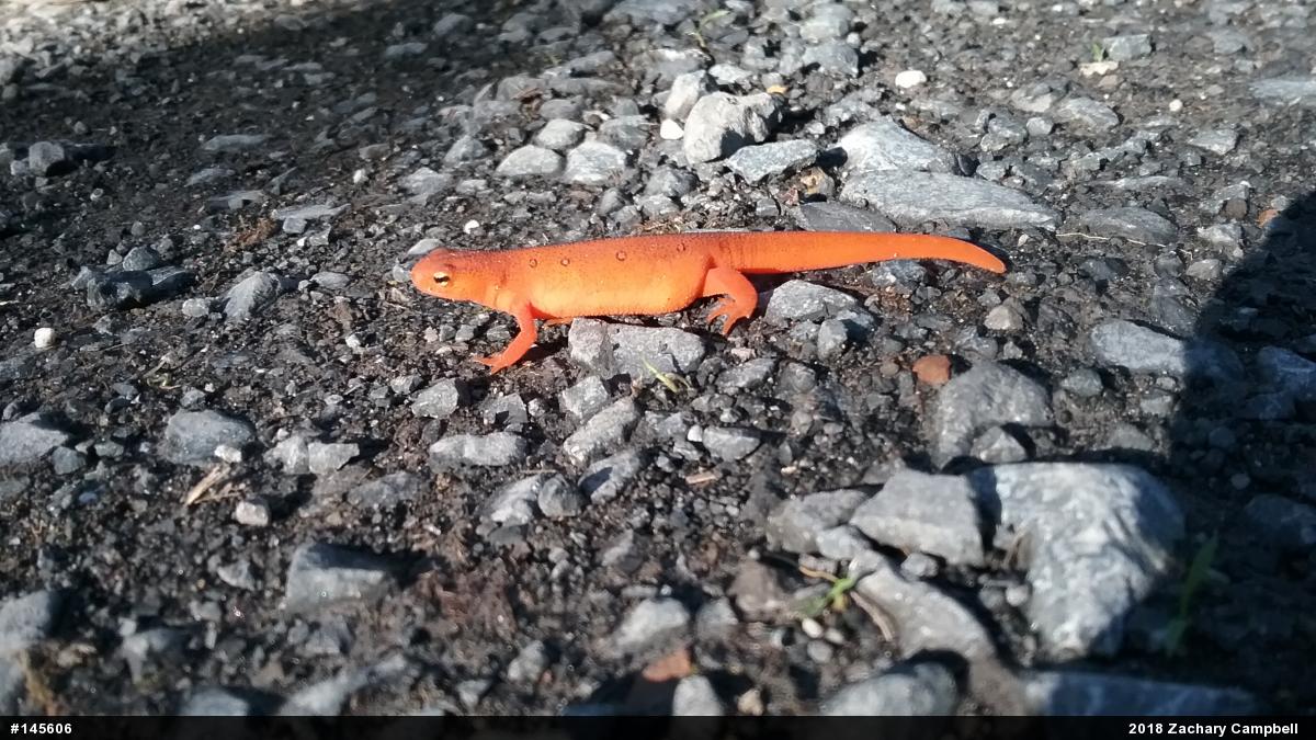 Red-spotted Newt