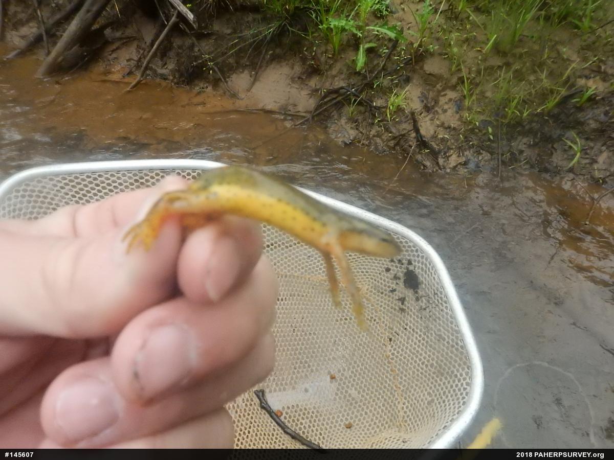 Red-spotted Newt