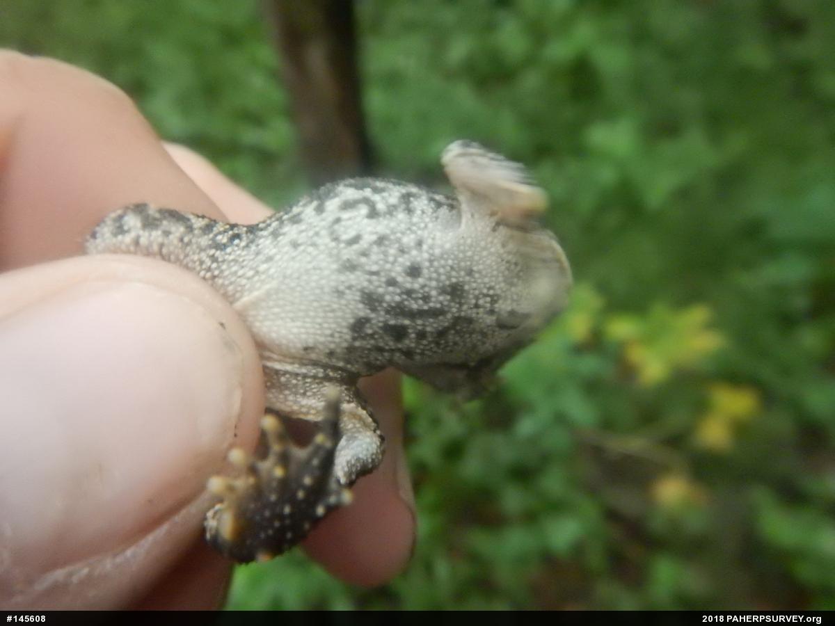 Eastern American Toad