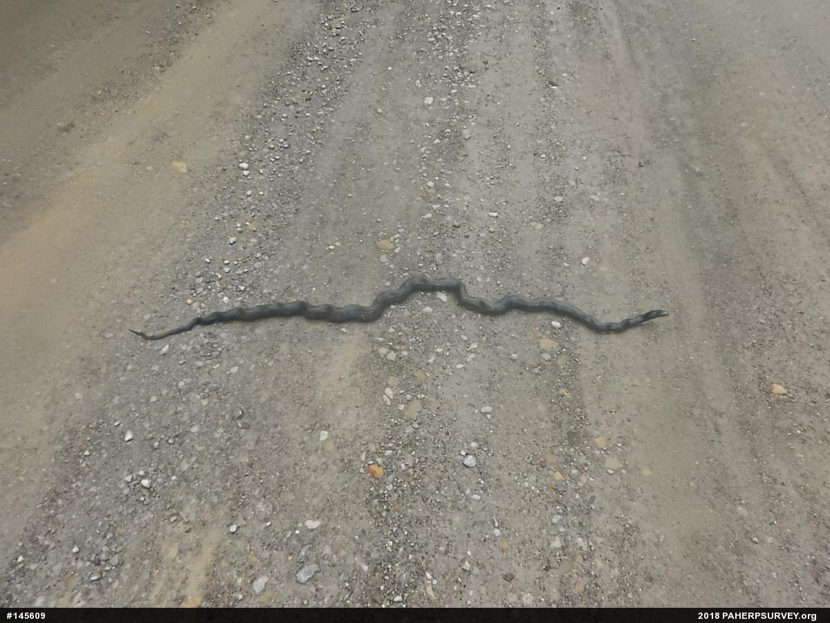 Eastern Ratsnake