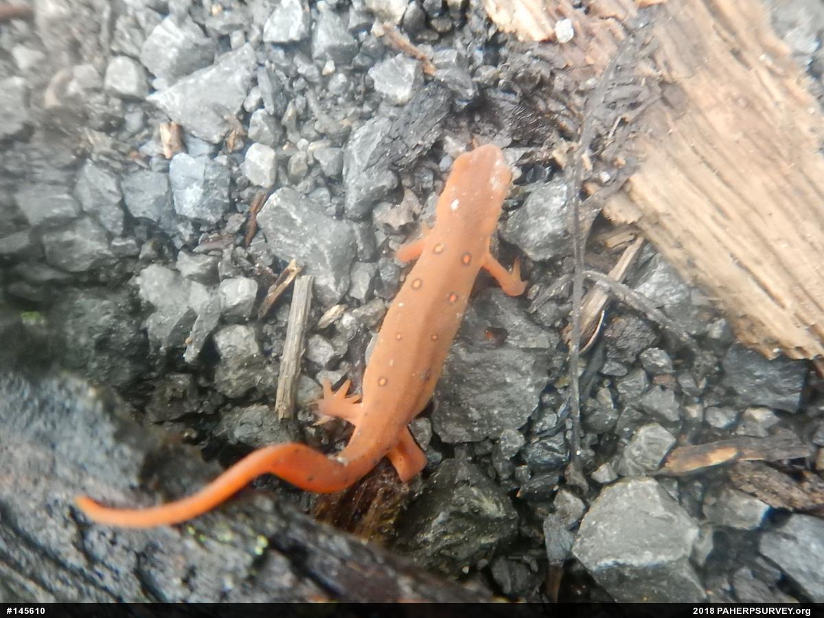 Red-spotted Newt