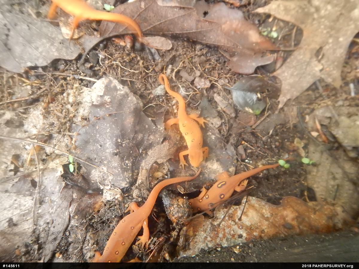 Red-spotted Newt