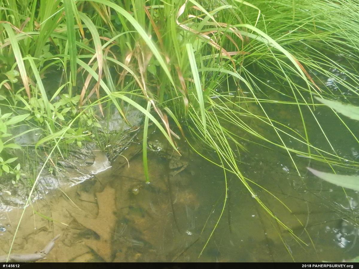 Green Frog