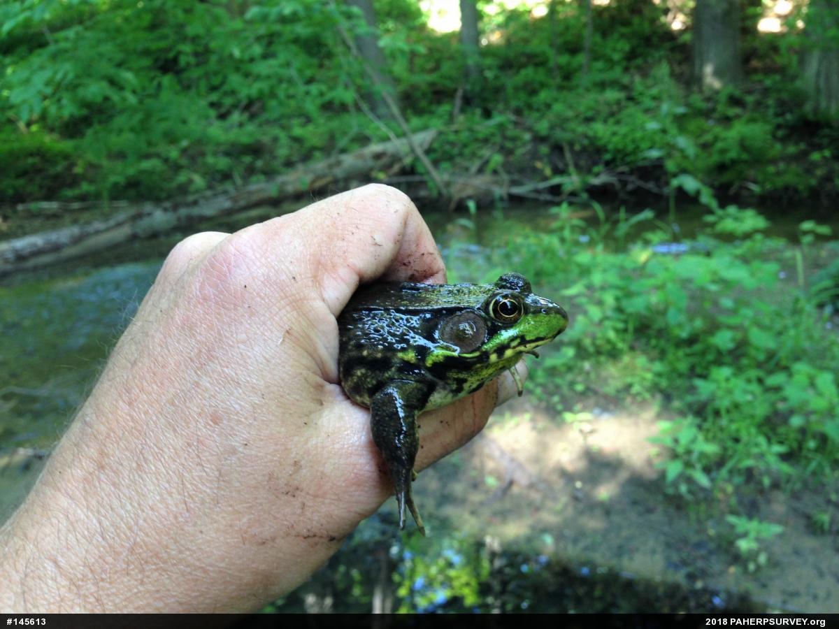 Green Frog