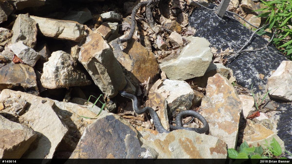 Eastern Ratsnake