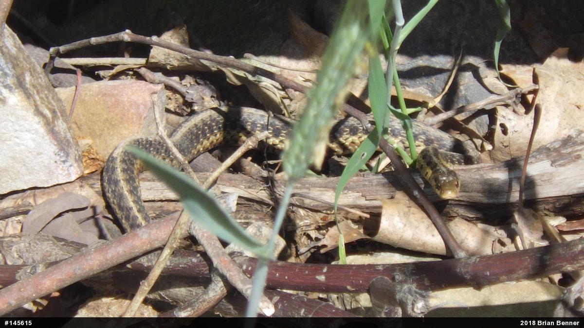 Eastern Gartersnake