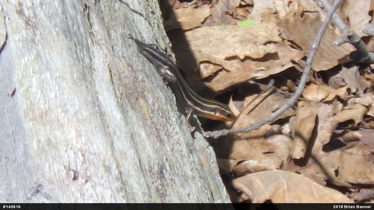 Common Five-lined Skink