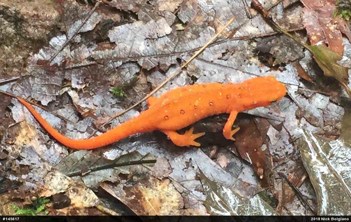 Red-spotted Newt