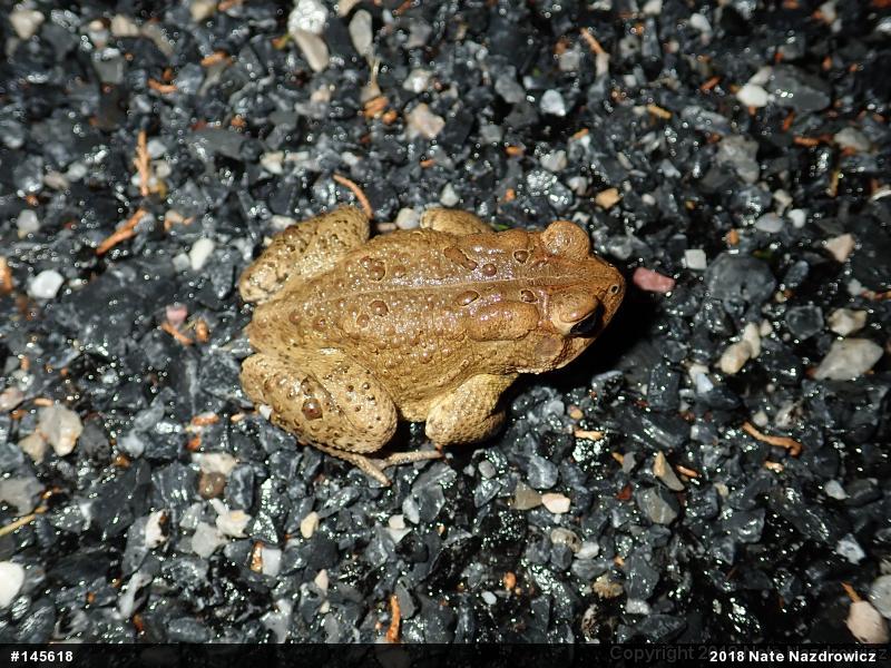 Eastern American Toad