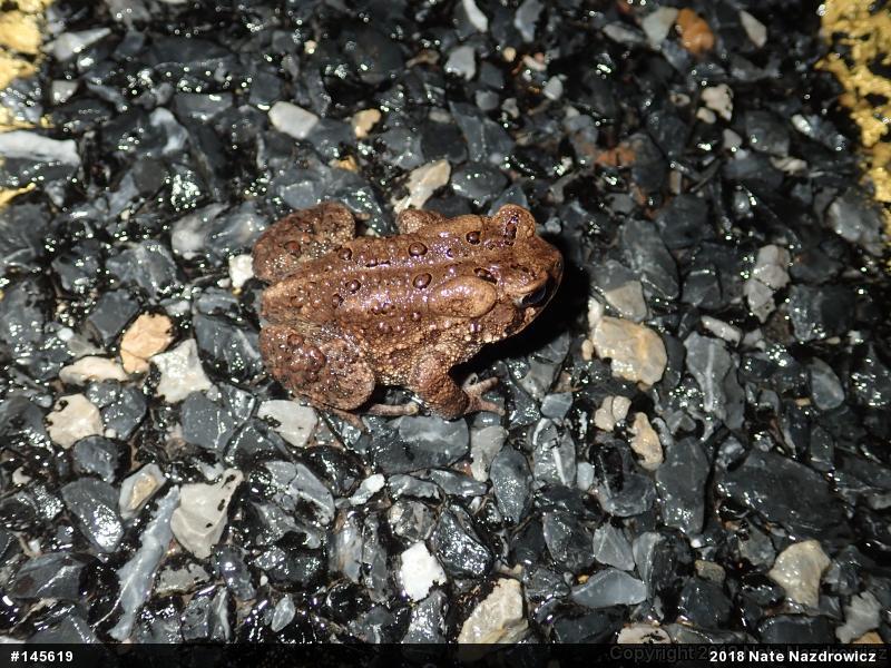 Eastern American Toad