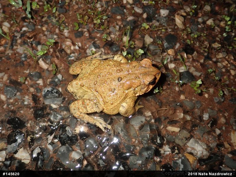 Eastern American Toad