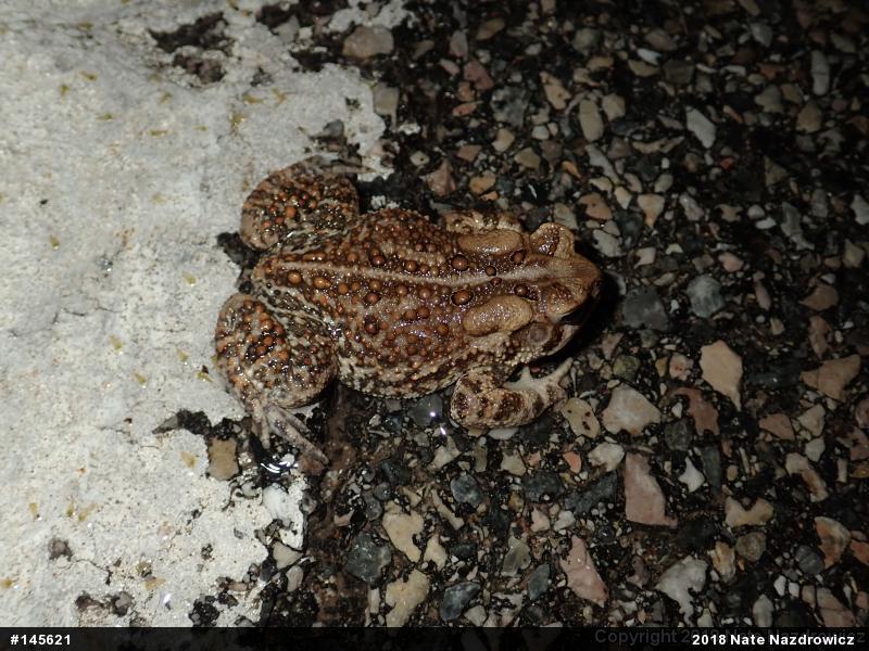 Eastern American Toad