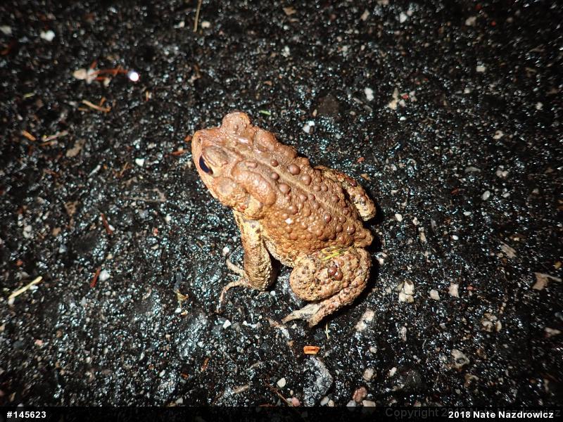 Eastern American Toad