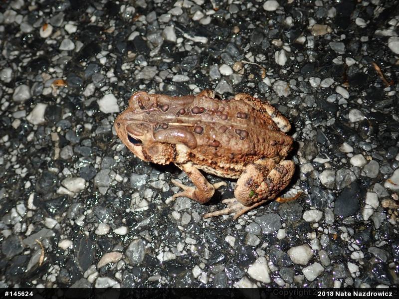 Eastern American Toad