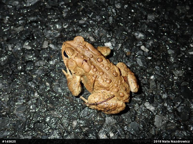 Eastern American Toad