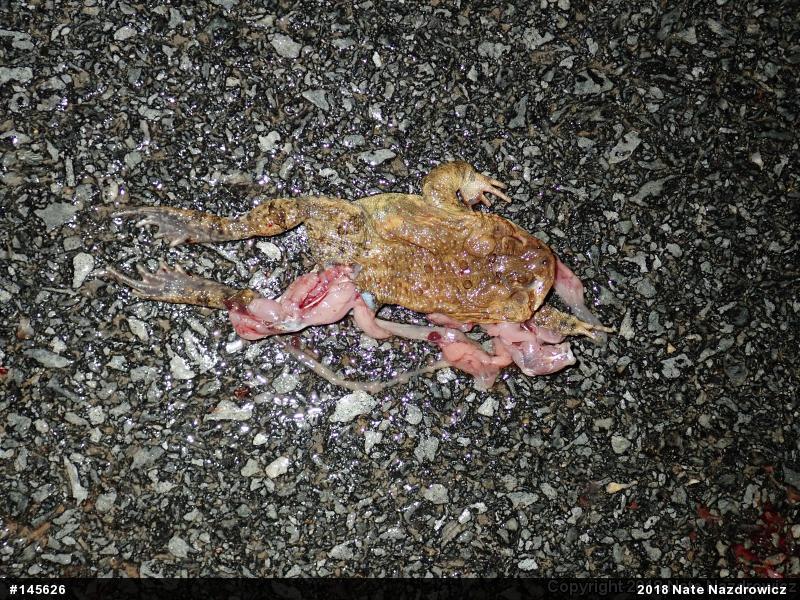 Eastern American Toad