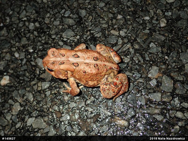 Eastern American Toad