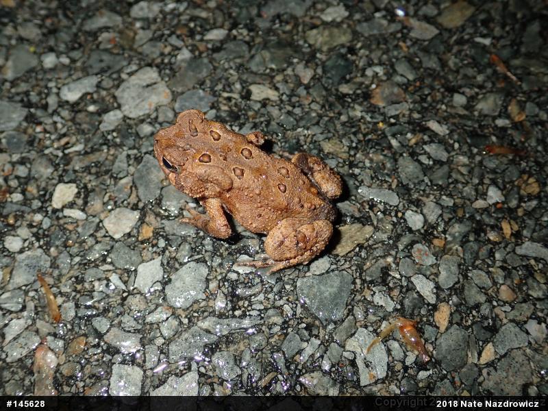 Eastern American Toad