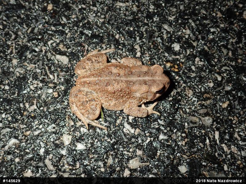 Eastern American Toad