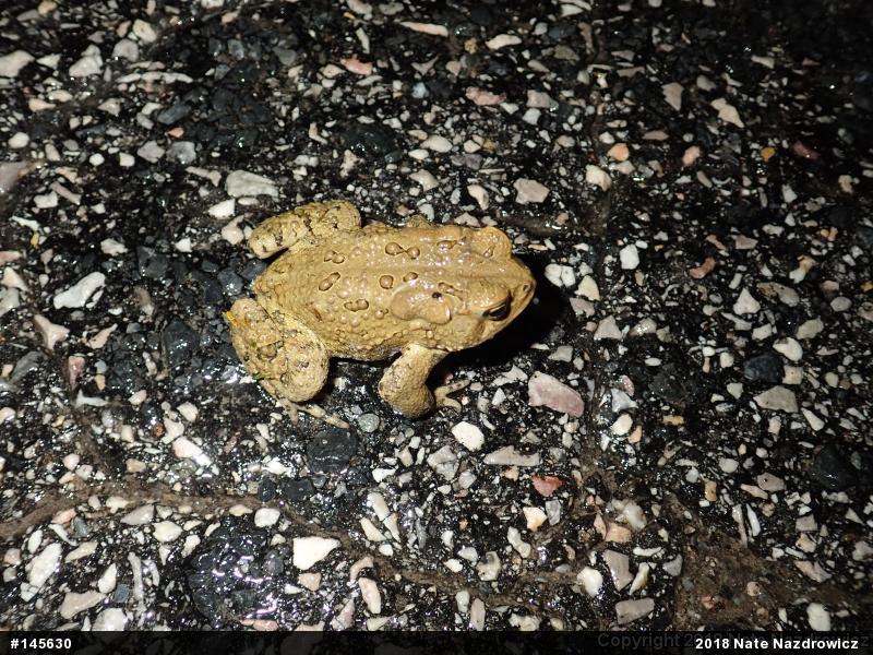 Eastern American Toad