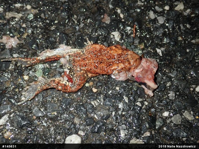 Eastern American Toad