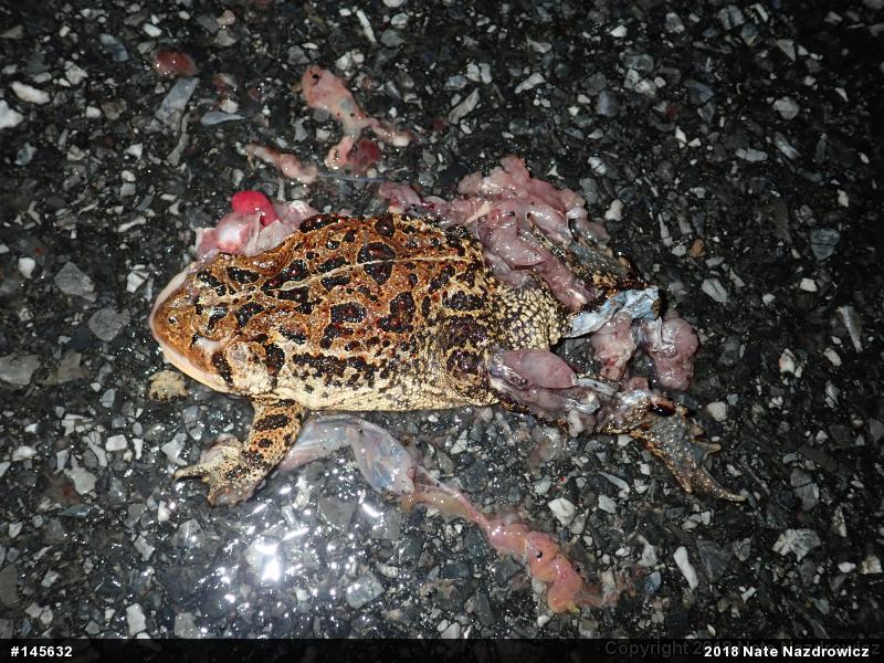 Eastern American Toad